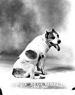 Pig Bellmont — UT's first mascot